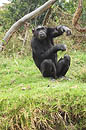Chimp Kenya